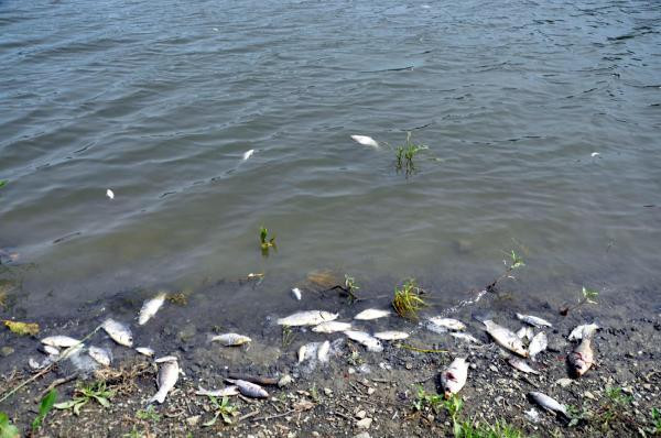 Barajdaki balık ölümlerinin sırrı çözüldü