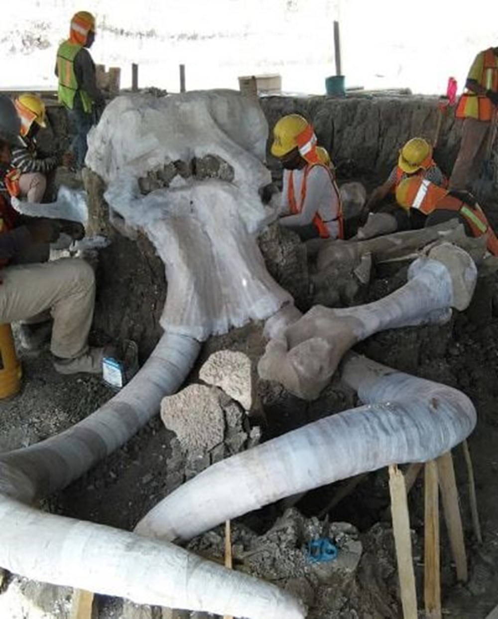 Havalimanı inşaatında 15 bin yıllık mamut kemikleri bulundu