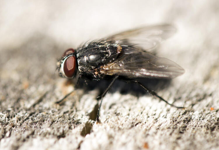 Korkutan uyarı: Sinek ve böcekler koronavirüsü taşıyabilir