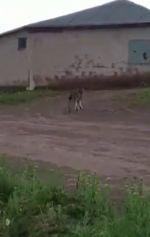 Çok nadir görülüyordu! Yerleşim yerine kadar indi