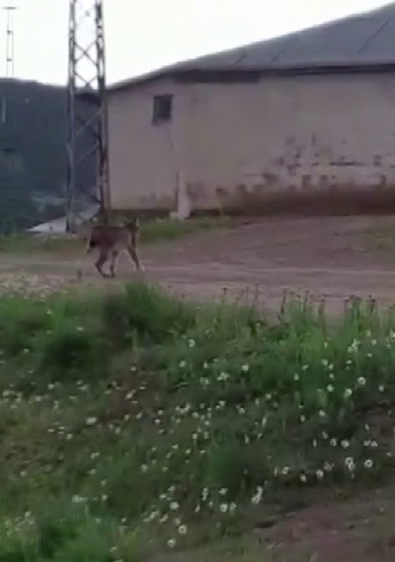 Çok nadir görülüyordu! Yerleşim yerine kadar indi