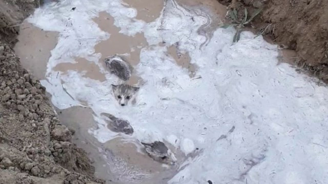 Su kanalı içerisinden çıkan 10 kurt yavrusu şaşkınlık yarattı
