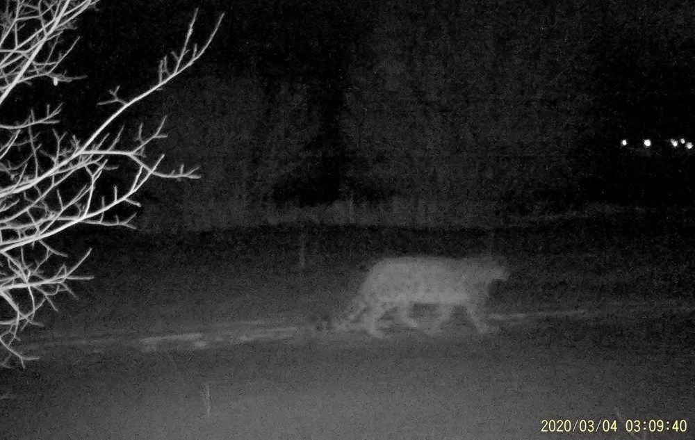 Kazakistan’da kar leoparları karantinayı fırsat bilerek şehre indi