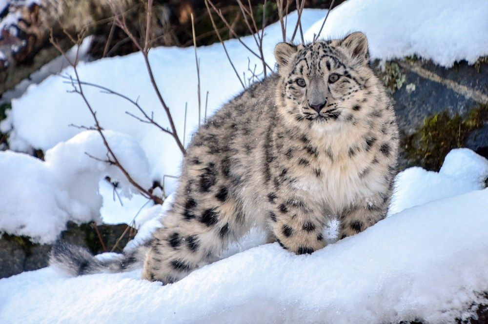 Kazakistan’da kar leoparları karantinayı fırsat bilerek şehre indi