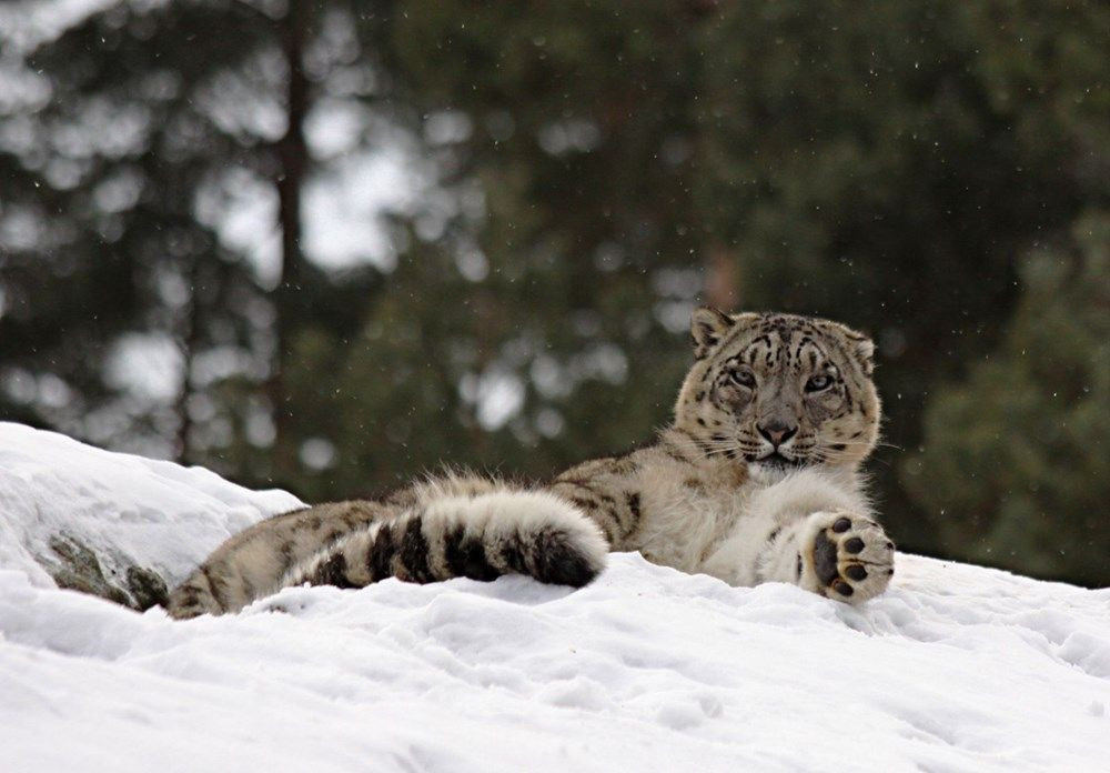 Kazakistan’da kar leoparları karantinayı fırsat bilerek şehre indi