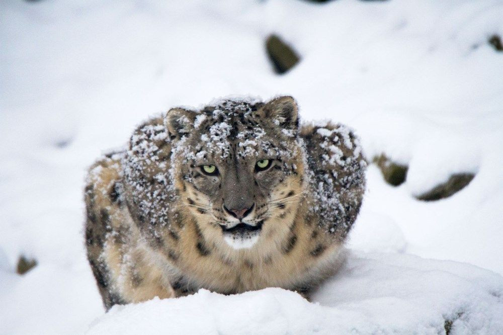 Kazakistan’da kar leoparları karantinayı fırsat bilerek şehre indi