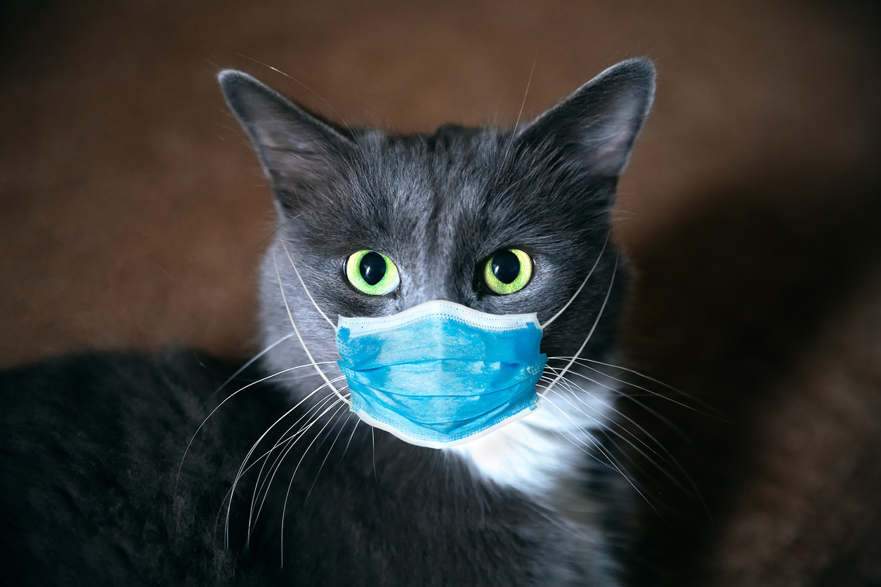 Bir kedide koronavirüs tespit edildi