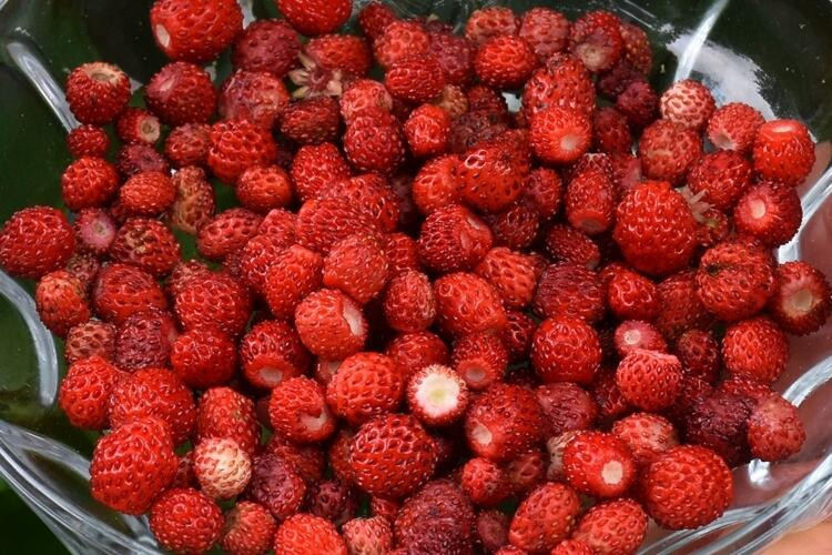 Kilosu 150 lira... Kadınların ek gelir kapısı oldu!