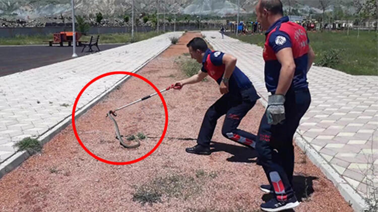 Parkta görülen yılan panik yarattı