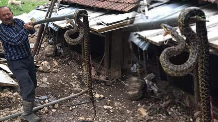 Parkta görülen yılan panik yarattı