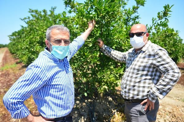 Adana'da narenciyeyi aşırı sıcaklar ve poyraz vurdu
