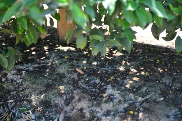 Adana'da narenciyeyi aşırı sıcaklar ve poyraz vurdu