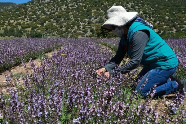 70 dekar alanda başlamıştık şu an 750 dekara ulaştık