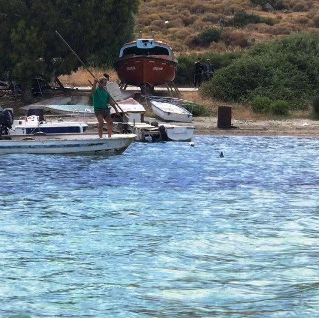 Bodrum'da vahşet! Köpek balığını mızrakla öldürdüler