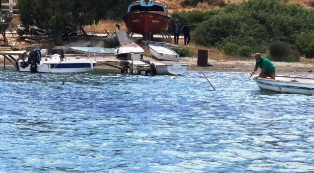 Bodrum'da vahşet! Köpek balığını mızrakla öldürdüler