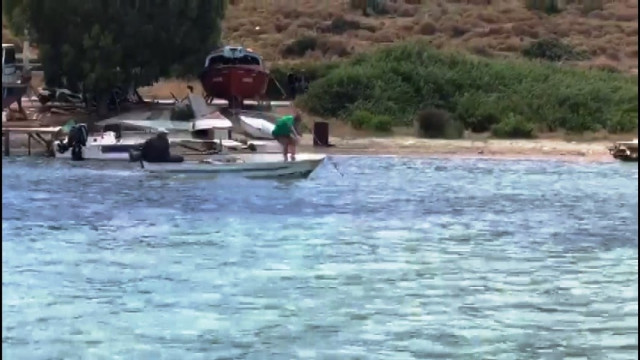 Bodrum'da vahşet! Köpek balığını mızrakla öldürdüler
