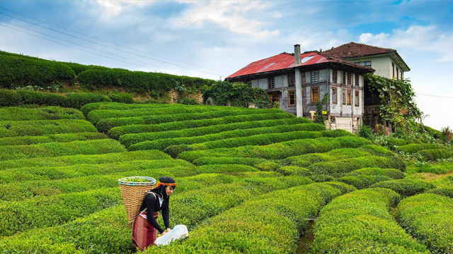 Rize'de kaçak çay skandalı! TIR devrilince ortaya çıktı