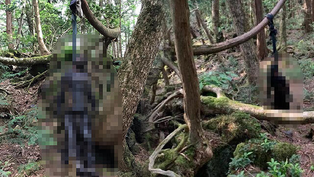 Her yıl yüzlerce kişi bu ormanda intihar ediyor: Ağaca asılmış ceset!