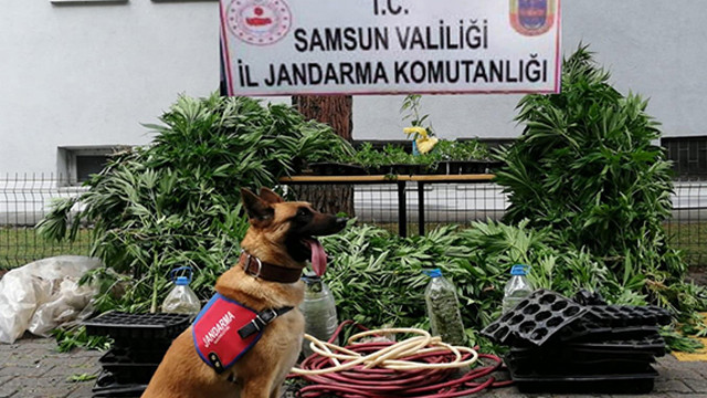 Samsun'da operasyon: 2 bin 600 kök kenevir bitkisi ele geçirildi