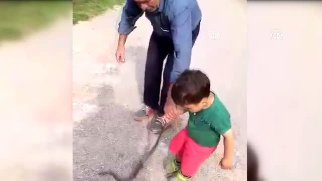 Görenler hayrete düşüyor! 3 yaşındaki çocuk yılanla böyle oynadı