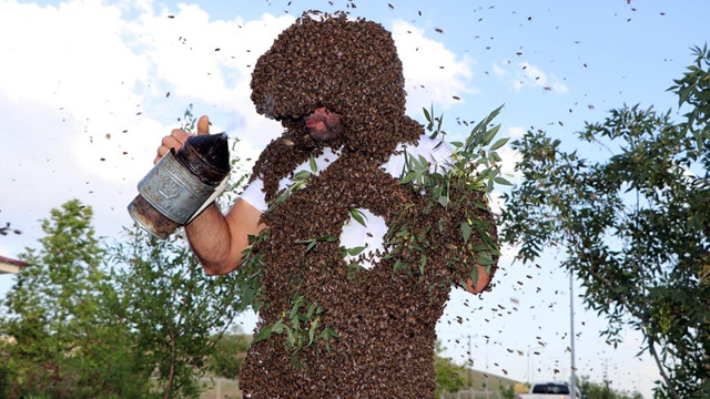 ''Vanlı arı adam'' dünya rekorunu kırmak için 49 kilo arıyı üstünde topladı