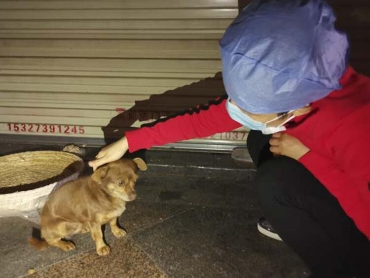 köpek eti festivali