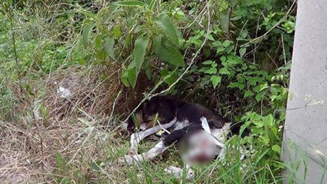 Vicdansızlar! Sokak köpeğini av tüfeğiyle vurdular
