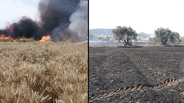 Buğday tarlalarında yangın! 40 ton buğday kül oldu