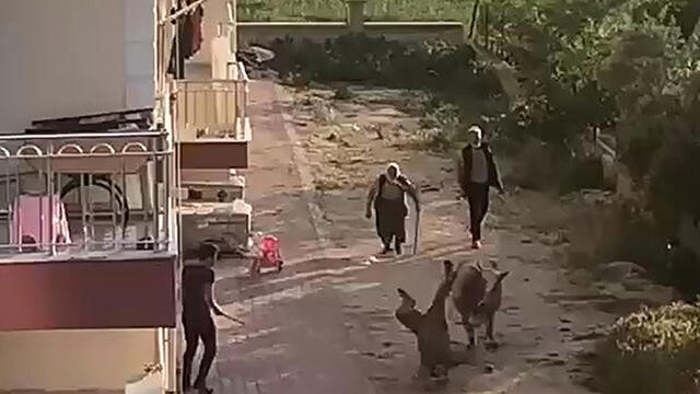 Burdur'da sahibinden kaçan boğa ortalığı birbirine kattı
