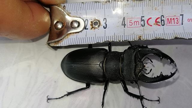  6,5 santimetre boyundaki geyik böceği Çanakkale'de görüldü