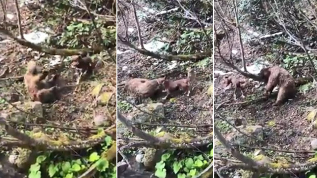 Artvin'de yavru ayıyı vuran ve köpekleri üzerine salan şahıs yakalandı