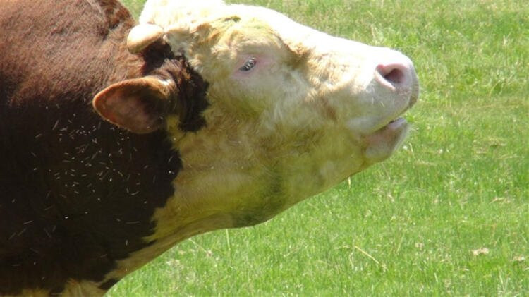 Kurban Bayramı'na sayılı günler kala büyük tehlike