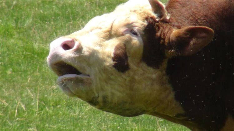 Kurban Bayramı'na sayılı günler kala büyük tehlike