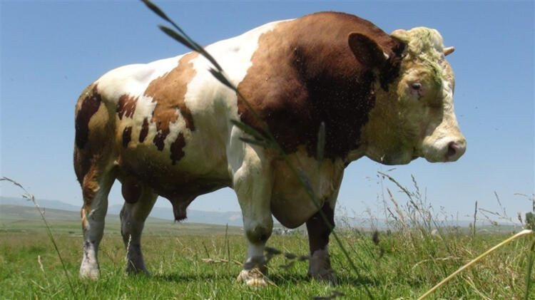 Kurban Bayramı'na sayılı günler kala büyük tehlike