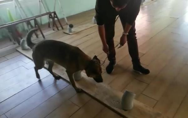 Kanseri teşhis edecek köpekler yetiştiriliyor!