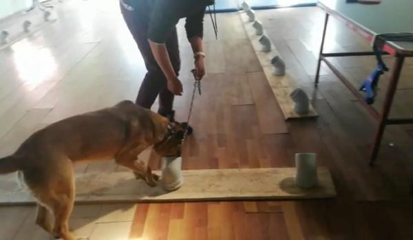 Kanseri teşhis edecek köpekler yetiştiriliyor!