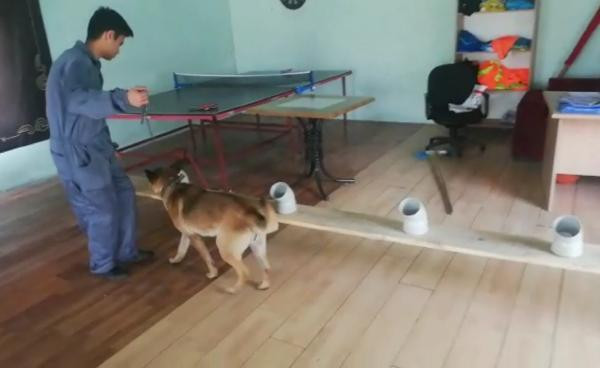 Kanseri teşhis edecek köpekler yetiştiriliyor!