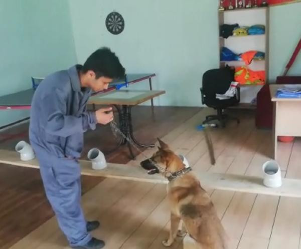 Kanseri teşhis edecek köpekler yetiştiriliyor!