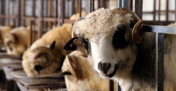 Valilik Kurban Bayramı tedbirlerini açıkladı