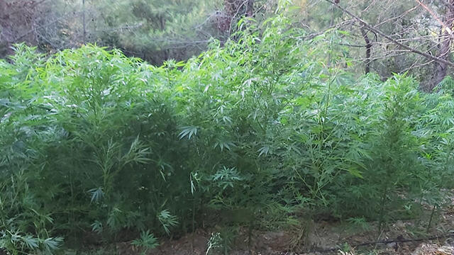 Hatay'da 2 bin 221 kök Hint keneviri ele geçirildi