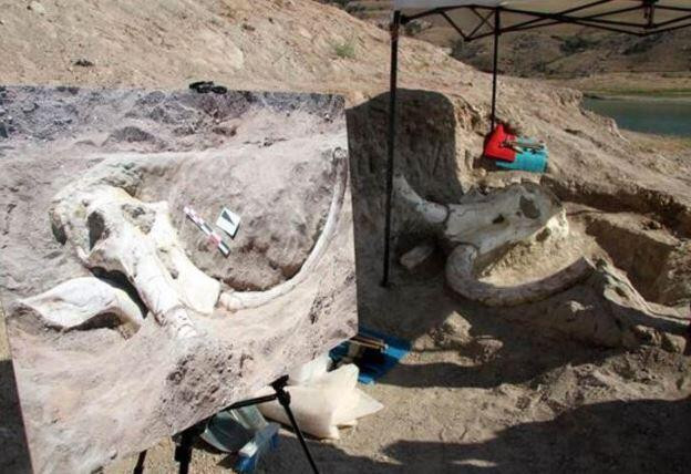 7,5 milyon yıllık fosiller bulunmuştu! O alanda yeni kazı çalışmaları