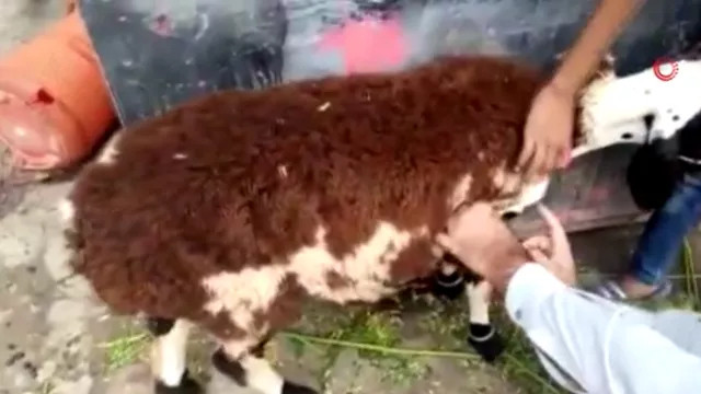 Fıkra gibi olay! Kurbanlık koyun diye aldı, bakın ne çıktı