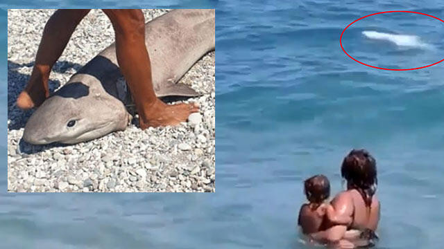 Antalya'da kıyıya vuran köpek balığı tatilcileri tedirgin etti