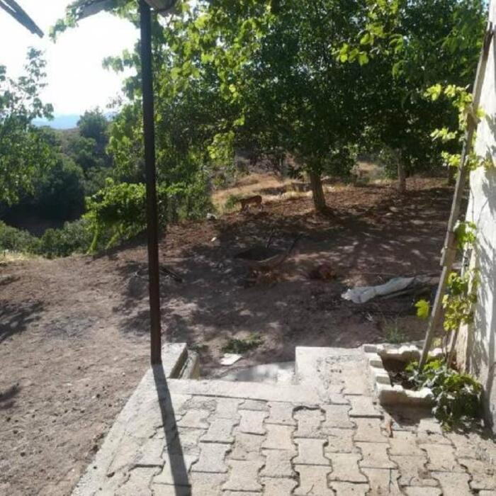Nesli tehlikede olan vaşak Malatya'da görüntülendi