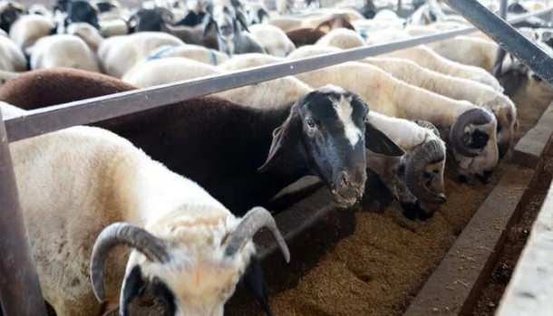 Kurban Bayramı öncesi flaş 'koyu renkli kurbanlık' uyarısı