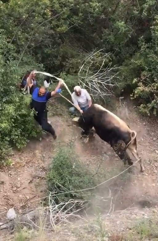 Kurbanlık boğanın saldırı anı böyle görüntülendi Kaynak Yeniçağ: Kurbanlık