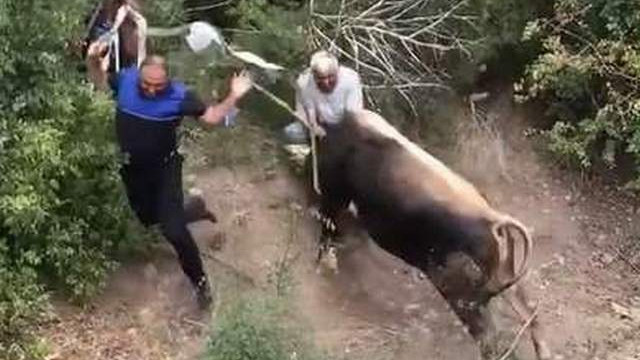 Kurbanlık boğanın saldırı anı böyle görüntülendi  Kaynak Yeniçağ: Kurbanlık