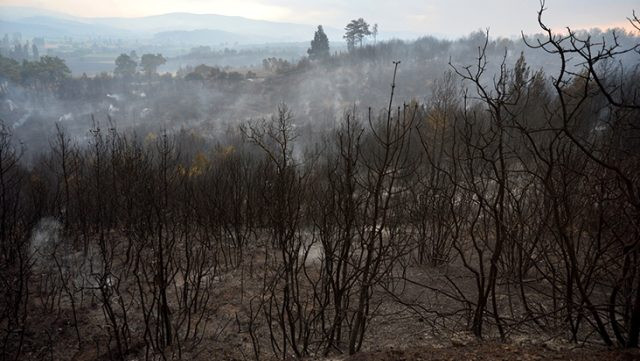 Ciğerlerimiz yandı! Gelibolu'daki yangının bilançosu açıklandı
