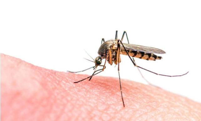 Korkutan sivrisinek açıklaması: Taşıdıkları sadece koronavirüs değil!