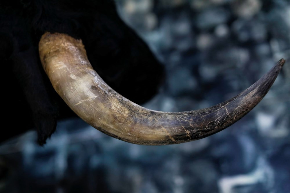 Boğa güreşleri ile ünlü San Fermin Festivali, korona nedeniyle iptal edildi
